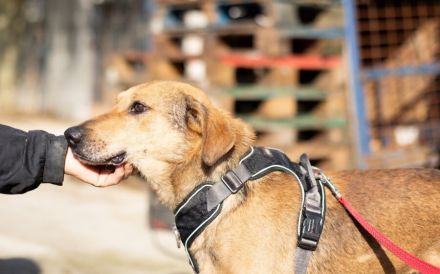 Verunsicherter Karlo sucht seinen sicheren Hafen