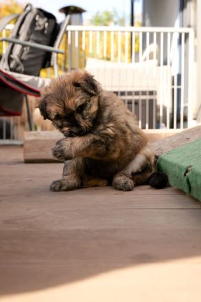 Schafpudel Weizenfarben Merle frei Familien Linie