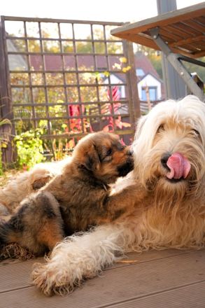 Schafpudel Weizenfarben Merle frei Familien Linie