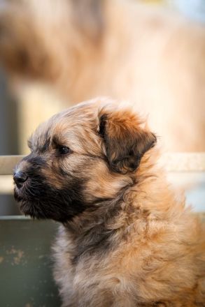 Schafpudel Weizenfarben Merle frei Familien Linie