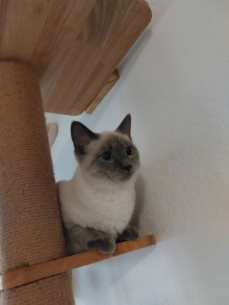 Siam Blue Point Deckkater!