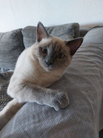 Siam Blue Point Deckkater!