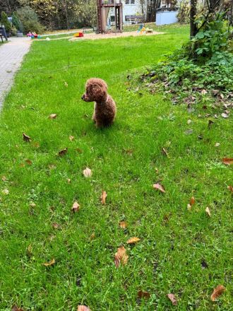 Asiatischer - Amerikanischer Toypudel Deckrüde Aprikot (Fawn) mit Ahnentafel