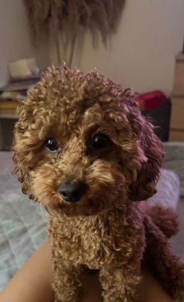 Asiatischer - Amerikanischer Toypudel Deckrüde Aprikot (Fawn) mit Ahnentafel