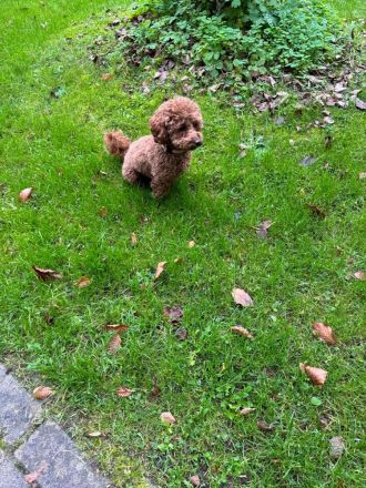 Asiatischer - Amerikanischer Toypudel Deckrüde Aprikot (Fawn) mit Ahnentafel