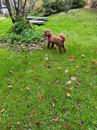 Asiatischer - Amerikanischer Toypudel Deckrüde Aprikot (Fawn) mit Ahnentafel