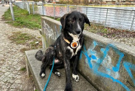 Fröhlicher Scotty sucht Familienanschluss