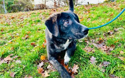 Fröhlicher Scotty sucht Familienanschluss