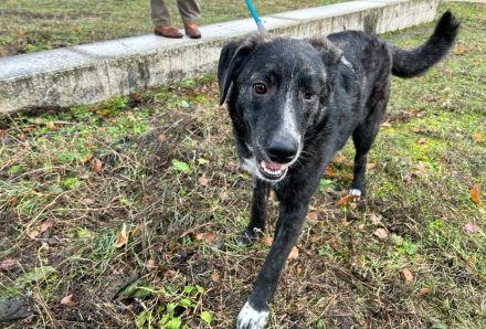 Fröhlicher Scotty sucht Familienanschluss