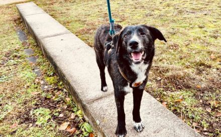 Fröhlicher Scotty sucht Familienanschluss