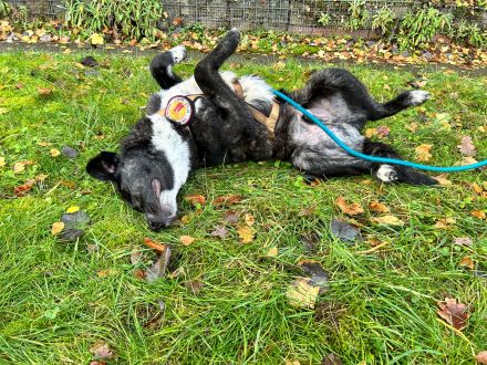 Fröhlicher Scotty sucht Familienanschluss