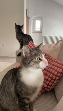 Dringend! 2 EKH Katzen abzugeben!