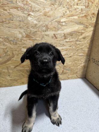 Osteuropäische Schäferhund