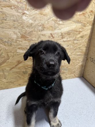 Osteuropäische Schäferhund