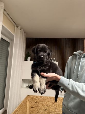 Osteuropäische Schäferhund