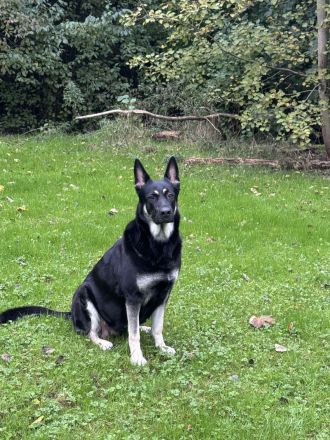 Osteuropäische Schäferhund