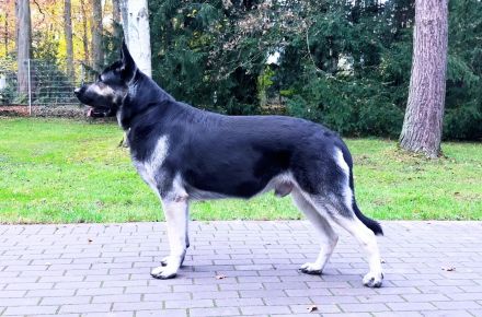 Osteuropäische Schäferhund