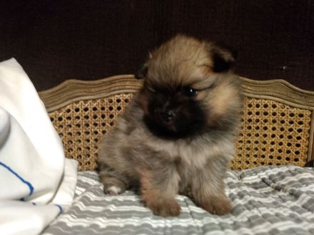 Zwergspitz Pomeranian Welpen - in KIEL