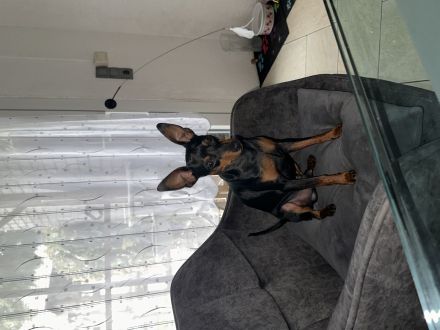 Blackforest Zwergpinscher