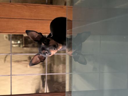 Blackforest Zwergpinscher