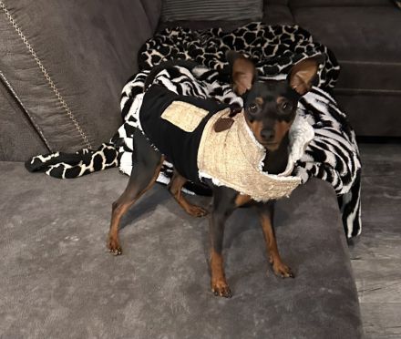 Blackforest Zwergpinscher