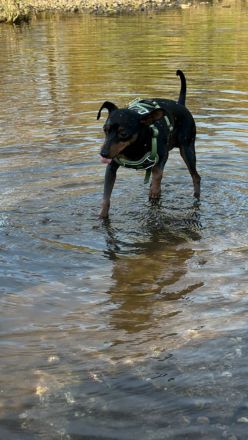 Blackforest Zwergpinscher