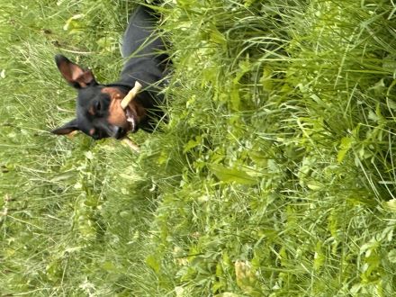 Blackforest Zwergpinscher