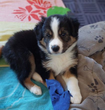 Border Collie Bordercollie Welpe Rüde