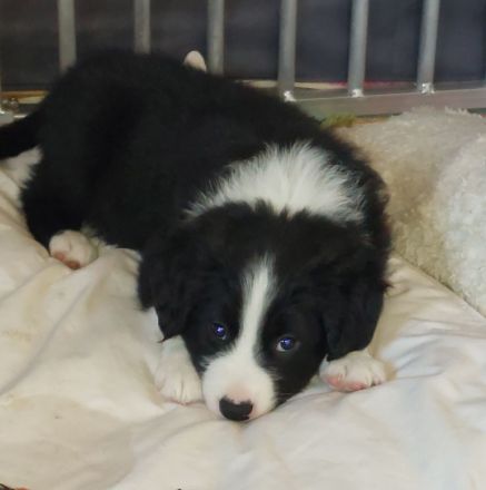 Border Collie Bordercollie Welpe Rüde
