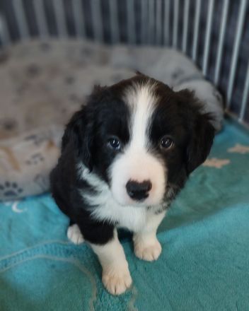 Border Collie Bordercollie Welpe Rüde