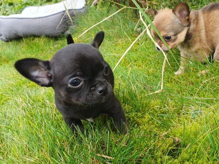 Wundervolle Chihuahua Welpen - Hündin und Rüden - reinrassig