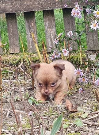 Wundervolle Chihuahua Welpen - Hündin und Rüden - reinrassig