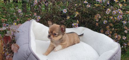 Wundervolle Chihuahua Welpen - Hündin und Rüden - reinrassig