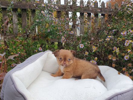 Wundervolle Chihuahua Welpen - Hündin und Rüden - reinrassig