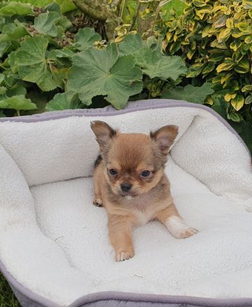 Wundervolle Chihuahua Welpen - Hündin und Rüden - reinrassig