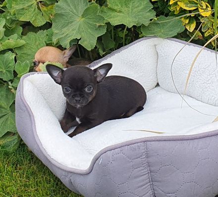 Wundervolle Chihuahua Welpen - Hündin und Rüden - reinrassig