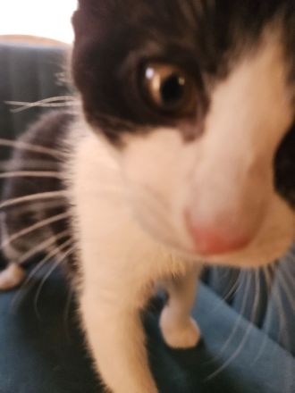 Liebesvolles und verschmustes Geschwisterpärchen sucht zu Hause