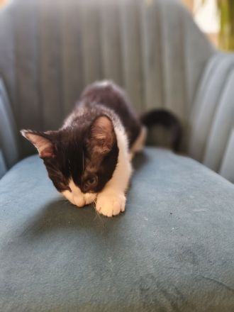 Liebesvolles und verschmustes Geschwisterpärchen sucht zu Hause