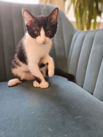 Liebesvolles und verschmustes Geschwisterpärchen sucht zu Hause