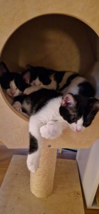 Liebesvolles und verschmustes Geschwisterpärchen sucht zu Hause