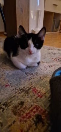 Liebesvolles und verschmustes Geschwisterpärchen sucht zu Hause