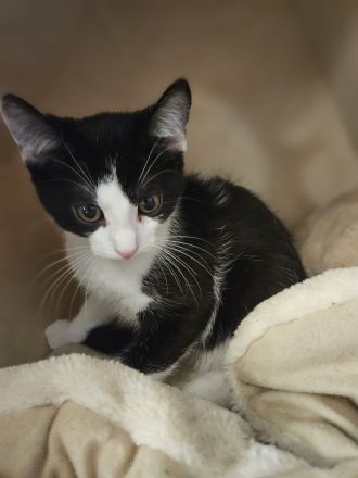 Liebesvolles und verschmustes Geschwisterpärchen sucht zu Hause