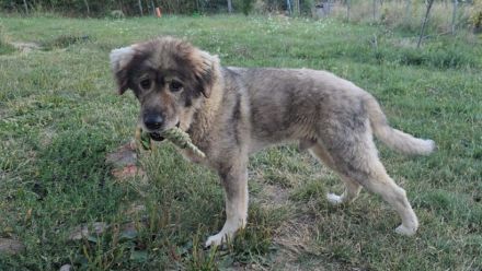 Teddybär-Alarm; Mampfred sucht einen liebevollen Altersruhesitz.