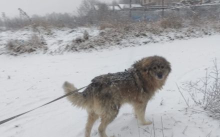 Teddybär-Alarm; Mampfred sucht einen liebevollen Altersruhesitz.