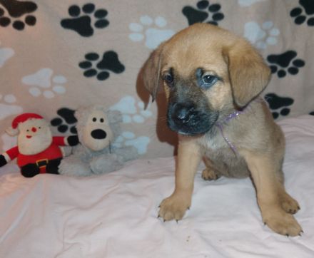 Schäferhund Mix Welpen Fussel Abgabe bereit Update