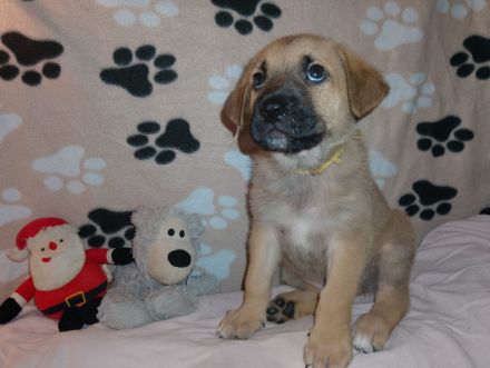 Schäferhund Mix Welpen Fussel Abgabe bereit Update