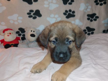 Schäferhund Mix Welpen Fussel Abgabe bereit Update