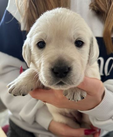 6 wundervolle Goldi-Labbi Welpen in liebevolle Hände abzugeben