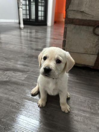 6 wundervolle Goldi-Labbi Welpen in liebevolle Hände abzugeben