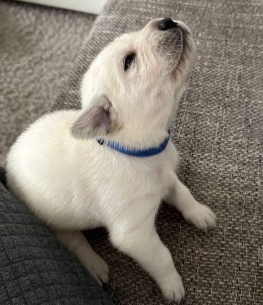 6 wundervolle Goldi-Labbi Welpen in liebevolle Hände abzugeben